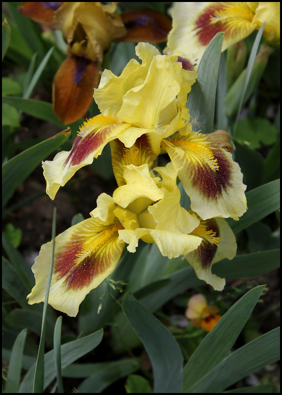 Iris Ritz