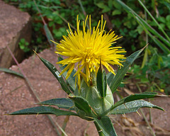 Safflower