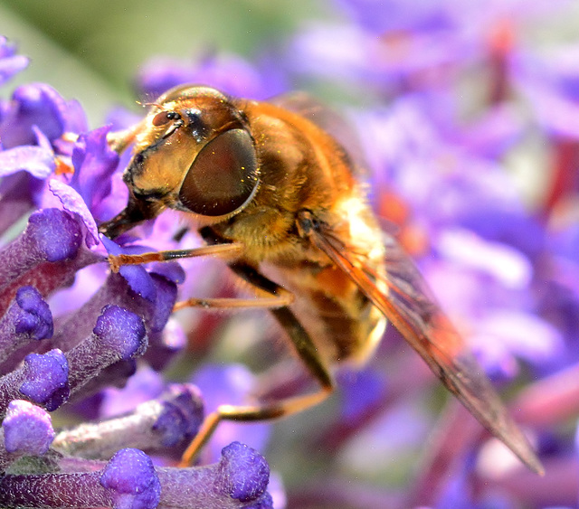 Hoverfly on Budlea