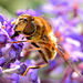 Hoverfly on Budlea