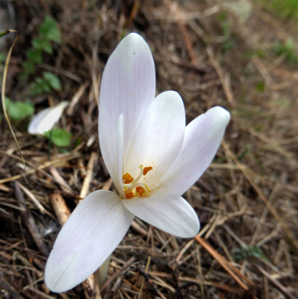 Colchicum autunnale