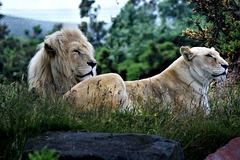White Lions, a happy couple!