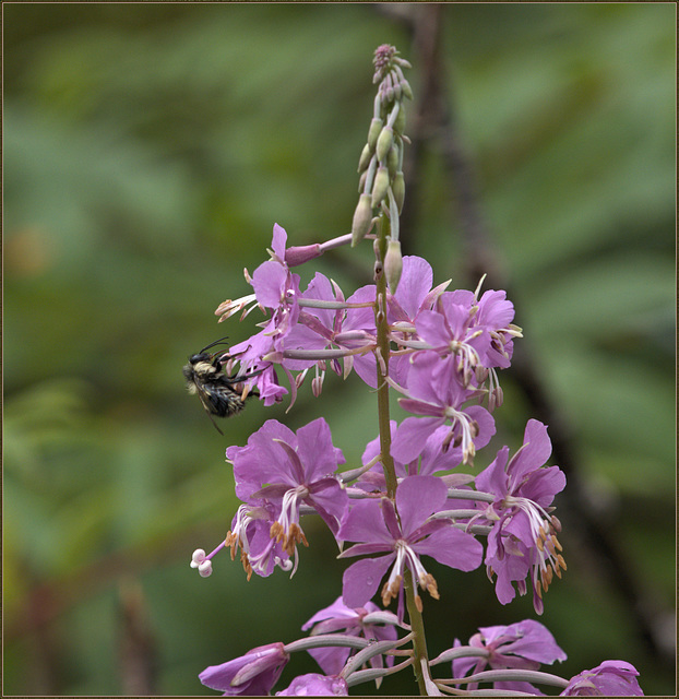 Some bee in the fireweed