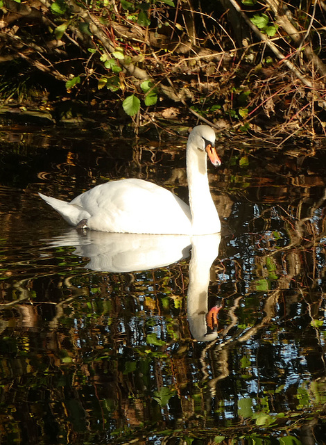 Höckerschwan