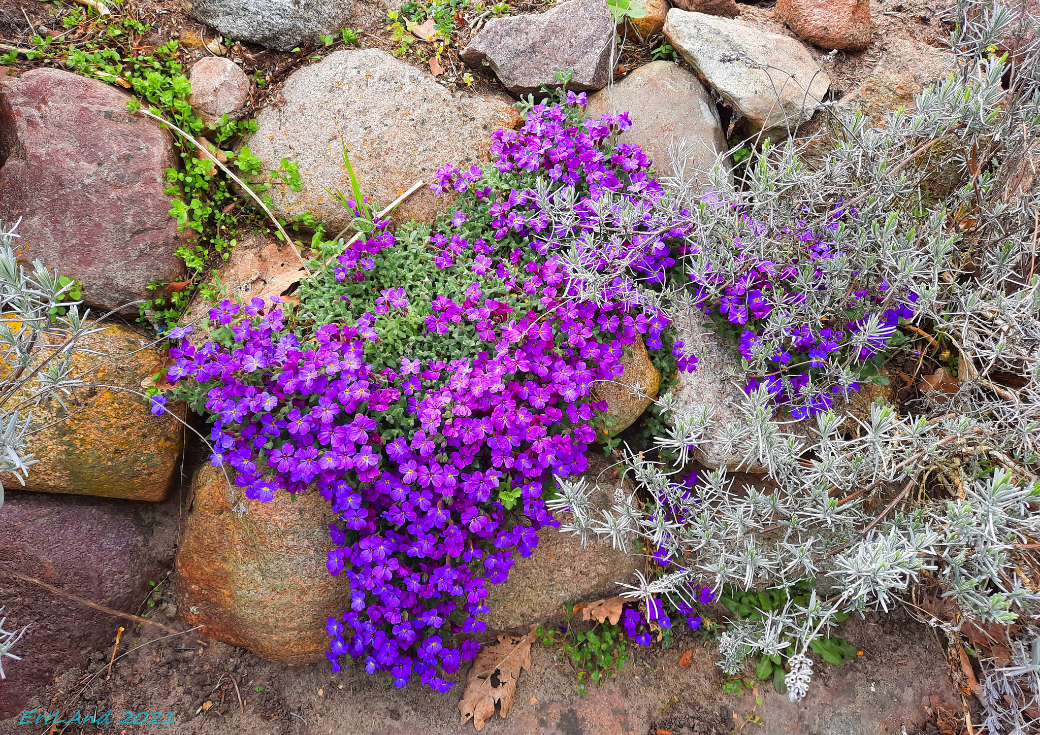 Mauerblümchen