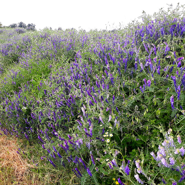 Wicke (Vicia)