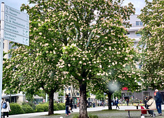 Kastanienbäume voll in Blüte