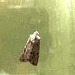 Moth: grey shoulder-knot