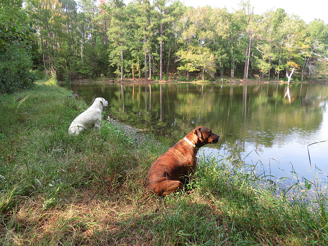 Branco & Rosie enjoying the pond