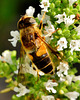 Hoverfly