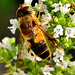 Hoverfly