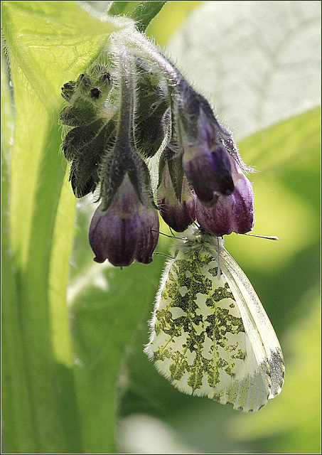 Transparence de l'Aurore