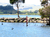 Lake Rotorua Wildlife.