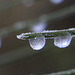 Frozen Drops