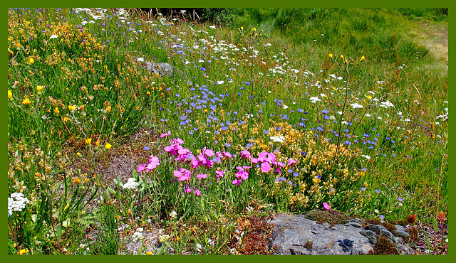 Quelques fleurs champêtres...