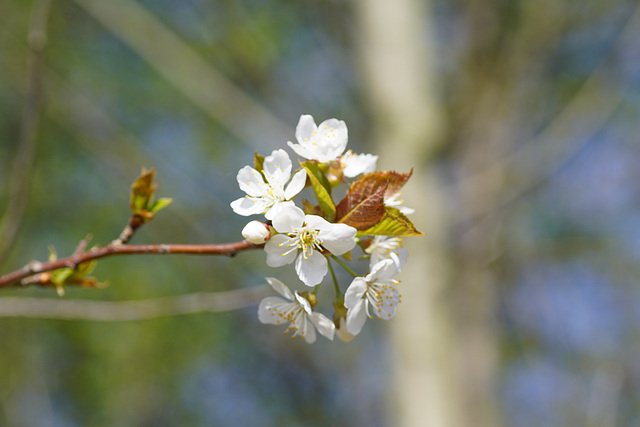 Kirschblüten