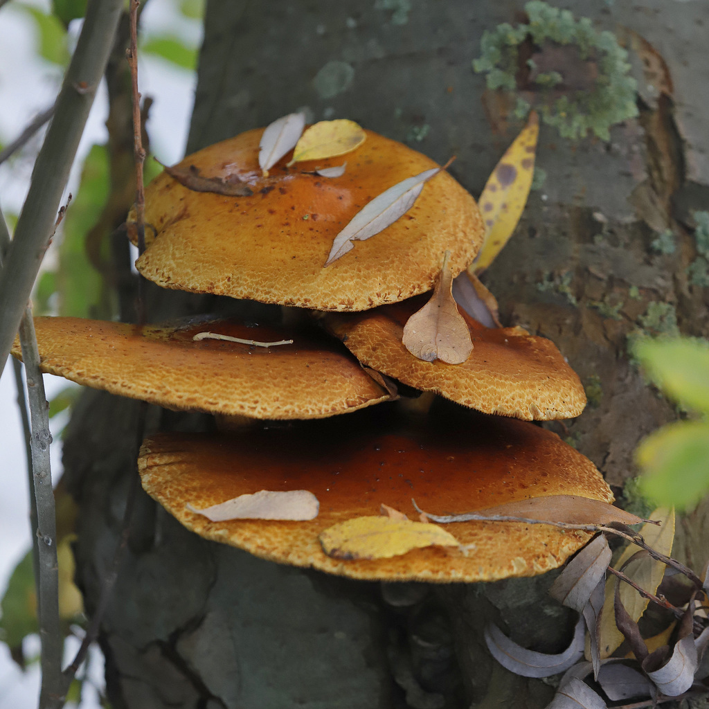 Champignon du bois