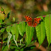 Comma Butterfly in October