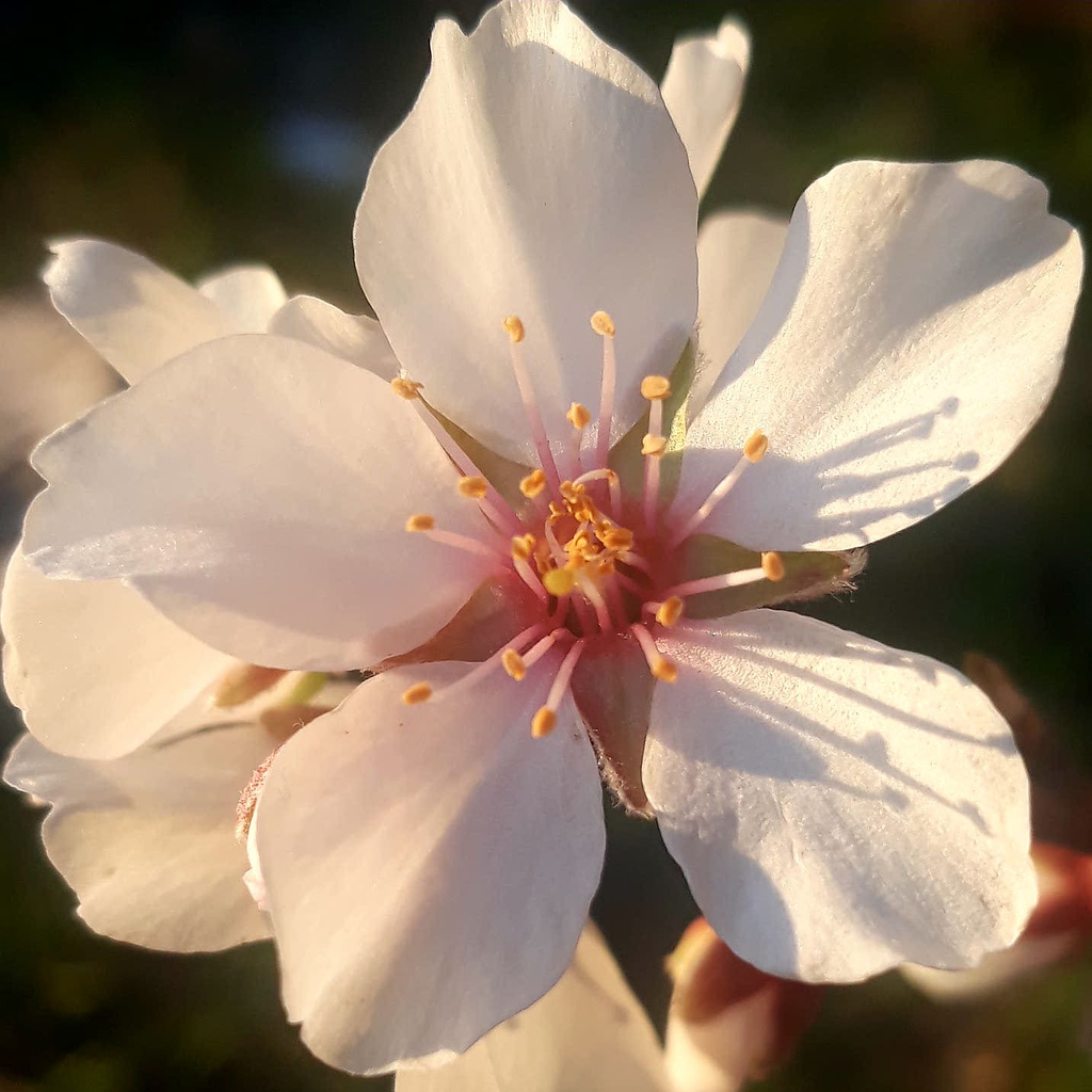 さすが花ちるにみれんはなかりけり