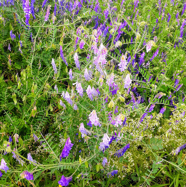 Wicke (Vicia)