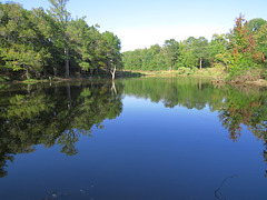 Calm morning on the pond