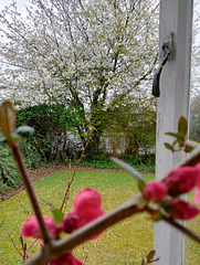Spring Blossom.