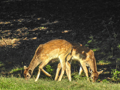 20171001 3172CPw [D~LIP] Damwild, Landschaftspark, Bad Saluflen