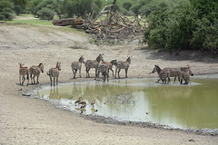 Tarangire, Zebras Come to Drink Water