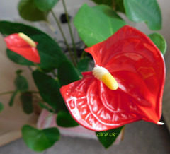 Anthurium