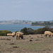 Sheep On Churchill Island