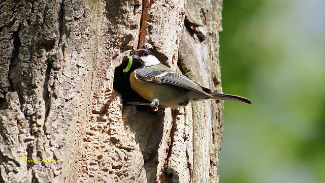 Mésange charbonnière au nourrissage