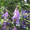 Wicke (Vicia)