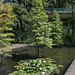 20140801 4478VRAw [D~E] Seerose, Gruga-Park, Essen