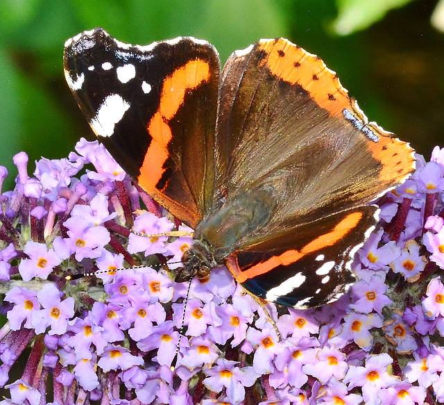 Red Admiral. Vanessa atalanta