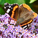 Red Admiral. Vanessa atalanta