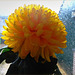 chrysant