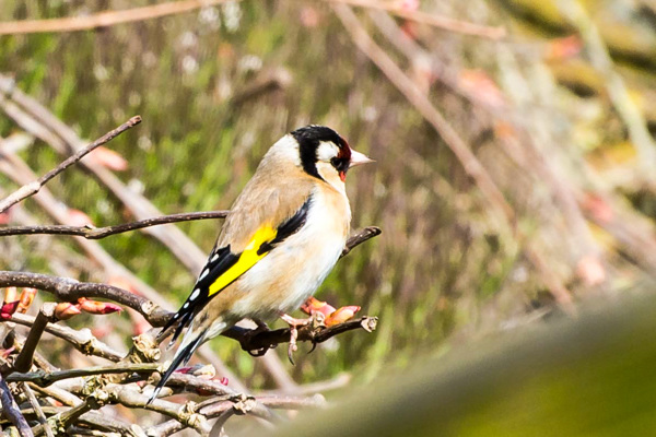 Goldfinch -DSB 2821