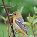 Baltimore Oriole