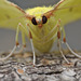 Brimstone moth (Opisthograptis luteolata)