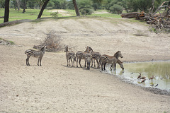 Tarangire, Zebras Came to Drink Water