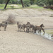 Tarangire, Zebras Came to Drink Water