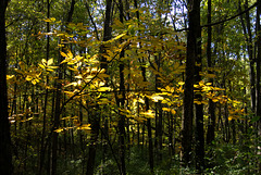 A Walk in the Woods