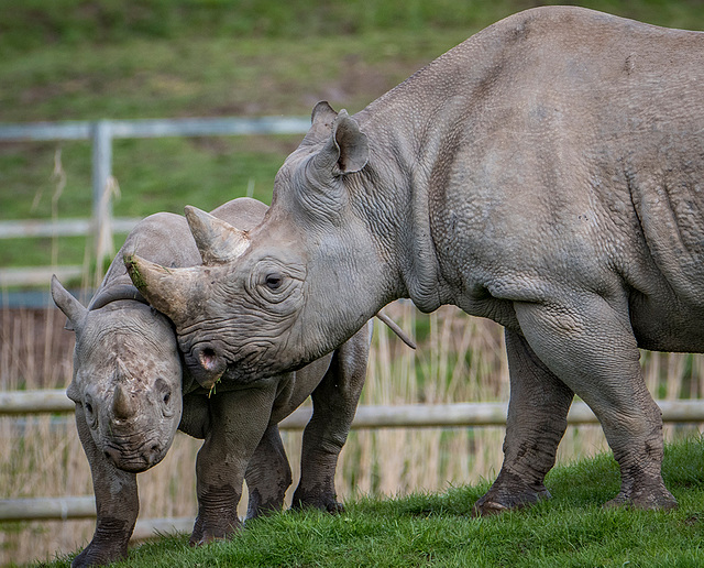 Rhino and its young4jpg