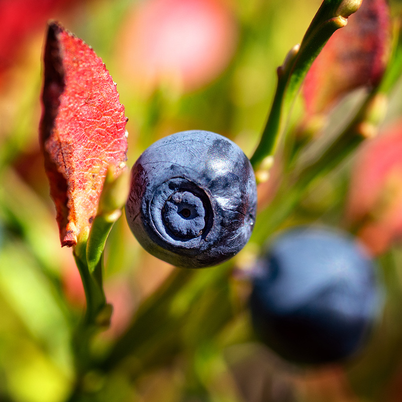 H.A.N.W.E.- with Bilberries