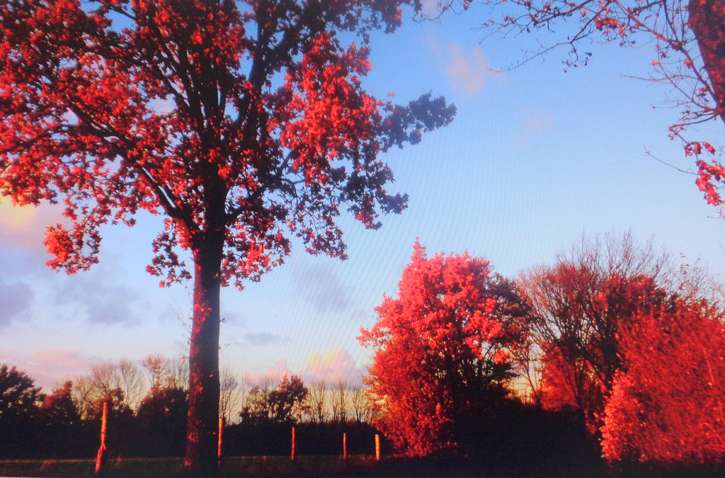 fire red autumn-sunset