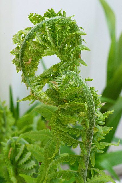 fiddleheads