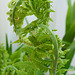 fiddleheads