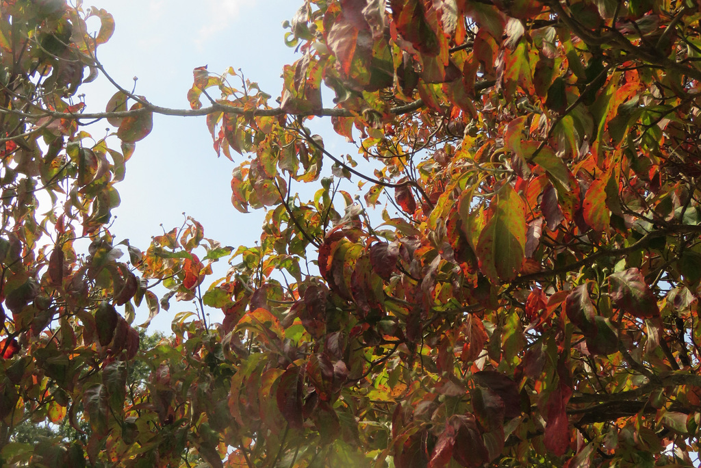 Reds of Dogwood ..