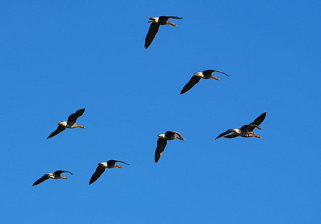 Flugschau der Blessgänse (4 PiPs)