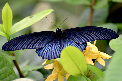 Schmetterling